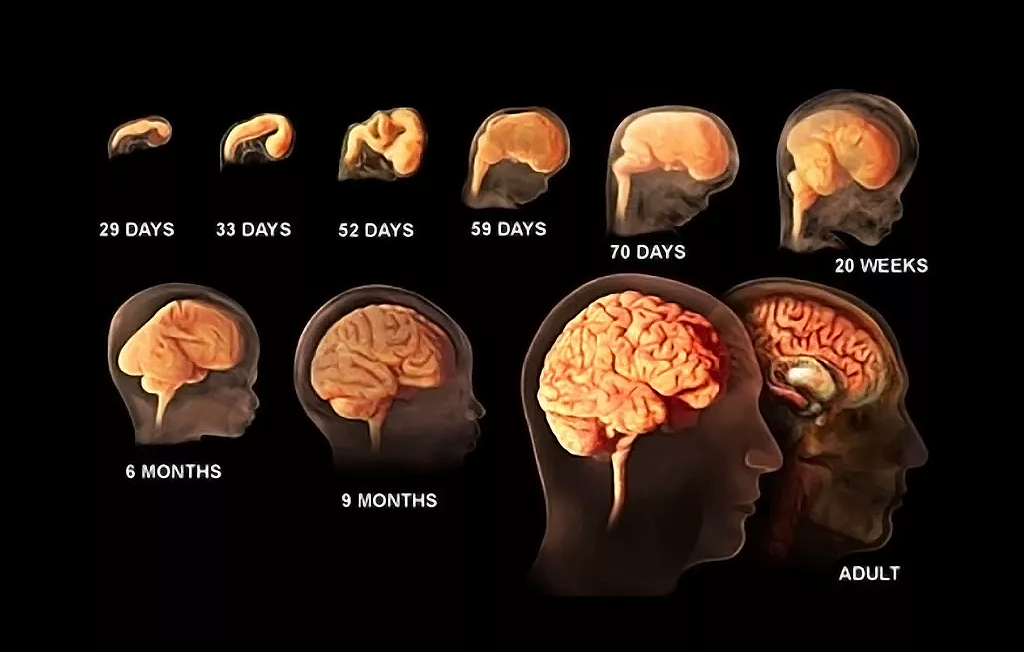 مراحل رشد مغز از مرحله جنینی تا تولد