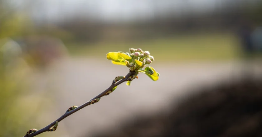 دلنوشته مادر کودک دارای اوتیسم مرکز تهران اتیسم و بیان مراحل تشخیص تا آموزش و درمان